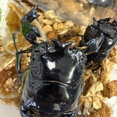 初売2026年1月2日(金) 福袋など！クワガタ　カブトムシ
の画像