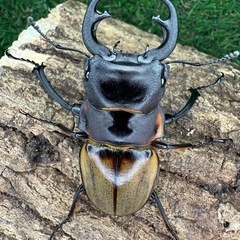 初売2026年1月2日(金) 福袋など！クワガタ　カブトムシ
の画像