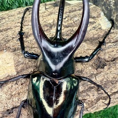 初売2026年1月2日(金) 福袋など！クワガタ　カブトムシ
の画像