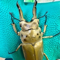 初売2026年1月2日(金) 福袋など！クワガタ　カブトムシ
の画像