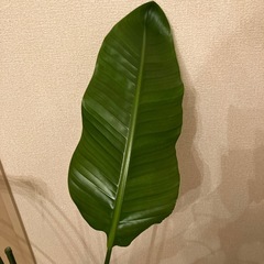 観葉植物の画像
