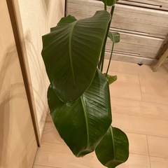 観葉植物の画像