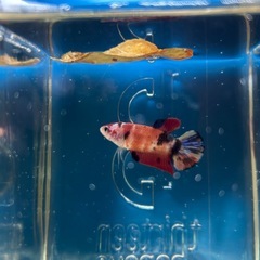 ④ベタ プラカット メスの画像