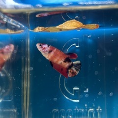 ④ベタ プラカット メスの画像