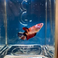 ④ベタ プラカット メスの画像