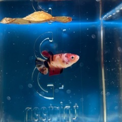 ④ベタ プラカット メスの画像