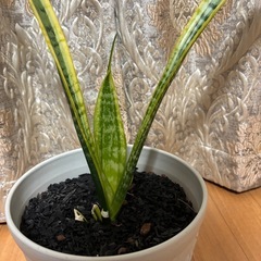【観葉植物】サンセベリアの画像