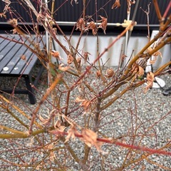 いろはもみじ　椛　植木　庭木の画像