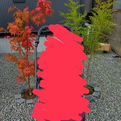 いろはもみじ　椛　植木　庭木の画像