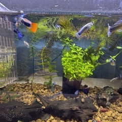 国産グッピーMIX　稚魚！　🤗の画像