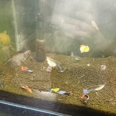 グッピーの画像