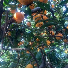 45.有田みかん5kg〜の画像