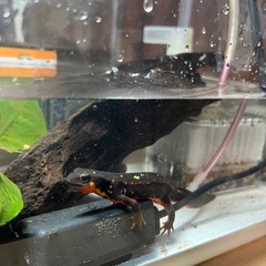 オキナワシリケンイモリ 2匹の画像