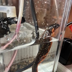 オキナワシリケンイモリ 2匹の画像