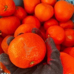 香川県産小原紅　　訳あり 5キロの画像