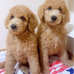 スタンダードプードル男の子