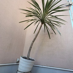 トーベイダズラー　コルジニネ　大株の画像