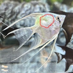 取引中　
エンゼルフィッシュ　稚魚　ブルーメタリック ベールテール・ブラックエンゼル　難大アリ　0円です。の画像