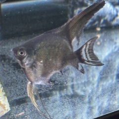 取引中　
エンゼルフィッシュ　稚魚　ブルーメタリック ベールテール・ブラックエンゼル　難大アリ　0円です。の画像