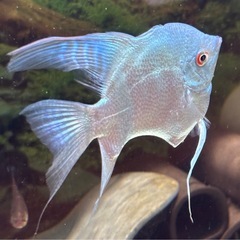 取引中　
エンゼルフィッシュ　稚魚　ブルーメタリック ベールテール・ブラックエンゼル　難大アリ　0円です。の画像
