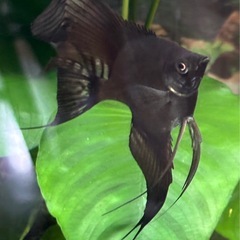 取引中　
エンゼルフィッシュ　稚魚　ブルーメタリック ベールテール・ブラックエンゼル　難大アリ　0円です。の画像