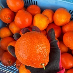 香川県産小原紅ジュース用　8キロ の画像