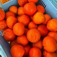 香川県産小原紅ジュース用　8キロ の画像