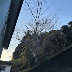 伐採した桜の木枝の画像