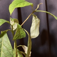 アボカド×3の画像