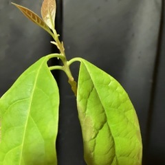 アボカド×3の画像