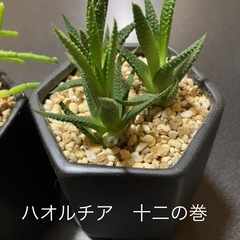 サボテン　3点セットの画像