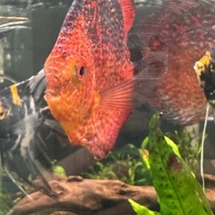 ディスカス訳ありの画像