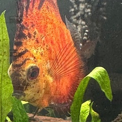 ディスカス訳ありの画像