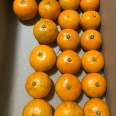 【助けてください】みかん 愛媛県産 58個 (大40個 小18個)の画像