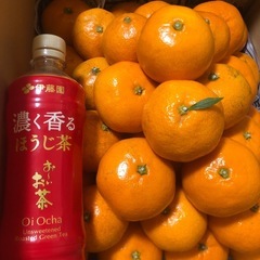 【助けてください】みかん 愛媛県産 58個 (大40個 小18個)の画像