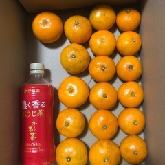 【助けてください】みかん 愛媛県産 58個 (大40個 小18個)の画像