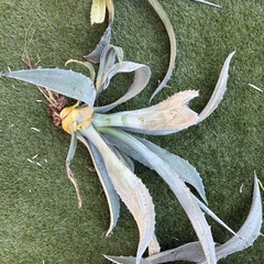 アガベ3種　フランボシニー・アメリカーナ・品種不明 の画像