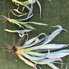 アガベ3種　フランボシニー・アメリカーナ・品種不明 の画像