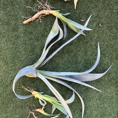 アガベ3種　フランボシニー・アメリカーナ・品種不明 の画像