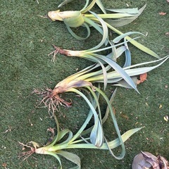 アガベ3種　フランボシニー・アメリカーナ・品種不明 の画像