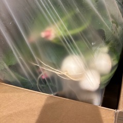 野菜 ほうれん草 大根 菜っ葉 カブ ラディッシュなどなどの画像