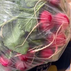 野菜 ほうれん草 大根 菜っ葉 カブ ラディッシュなどなどの画像