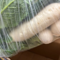 野菜 ほうれん草 大根 菜っ葉 カブ ラディッシュなどなどの画像