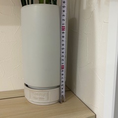 サンセベリアの画像