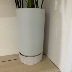 サンセベリアの画像