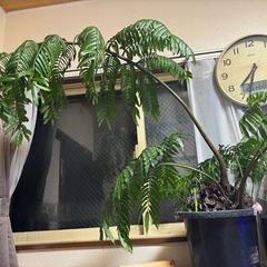 リュウビンタイの画像