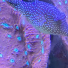 ピーターズトビー 状態良好の画像