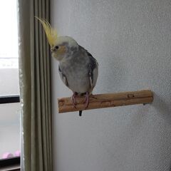 宝塚市でオカメインコを探しています