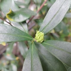 1月瞑想会～てらすははは～　瞑想　呼吸法　シンギングボウル　自分との絆　解放　自由　平和　自利利他の画像