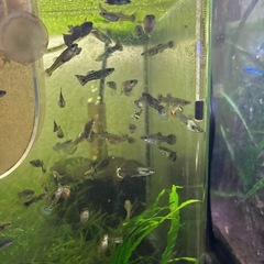 【熱帯魚】国産ミックスグッピー稚魚30匹の画像